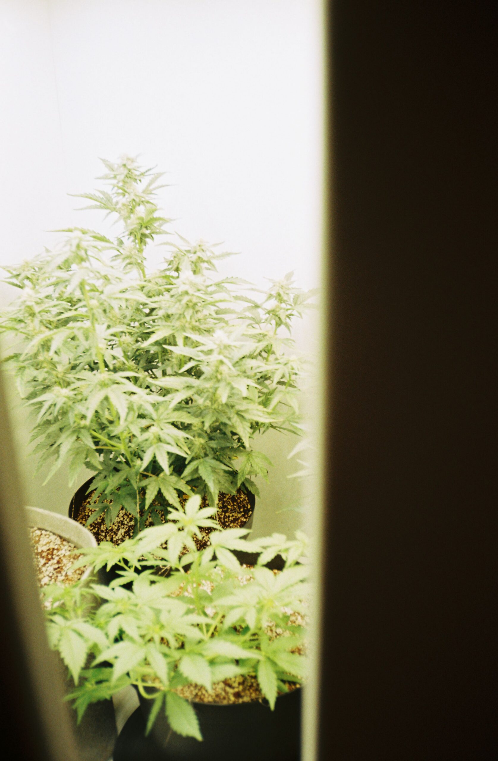 An image of weed being grown in a grow house