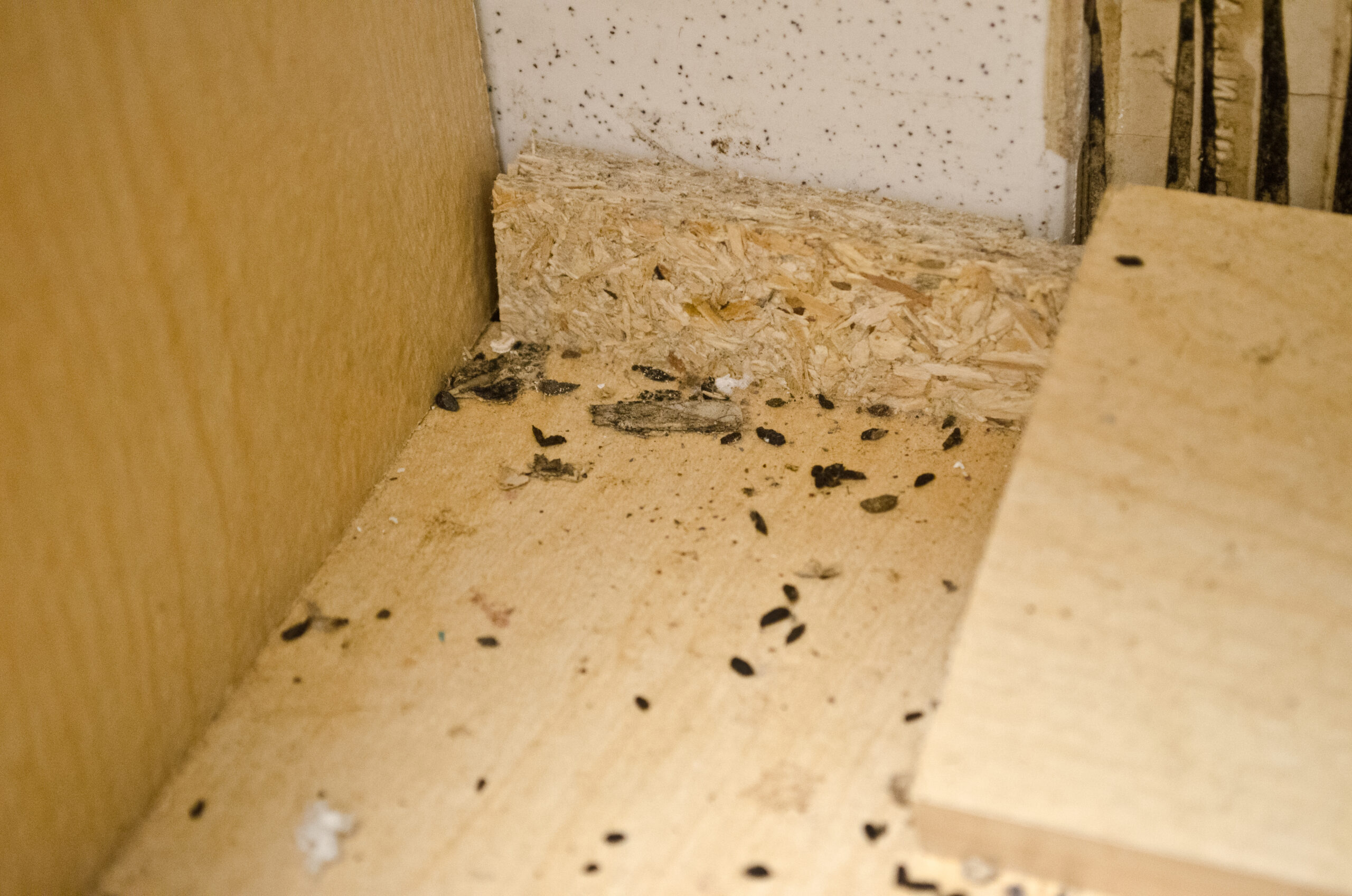 Rat infestation