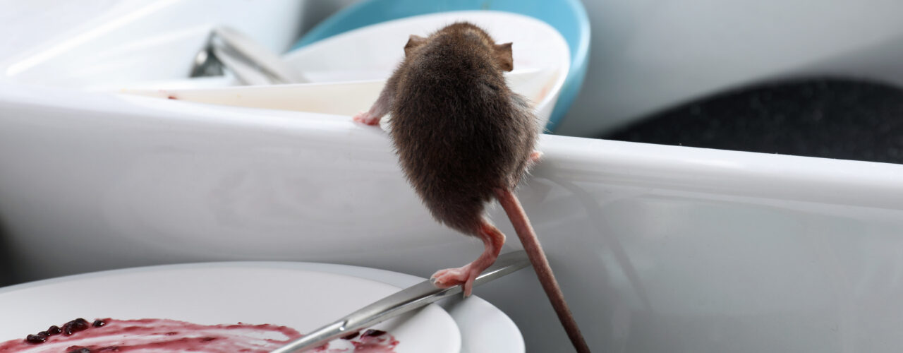 An image of a rat climbing into a sink