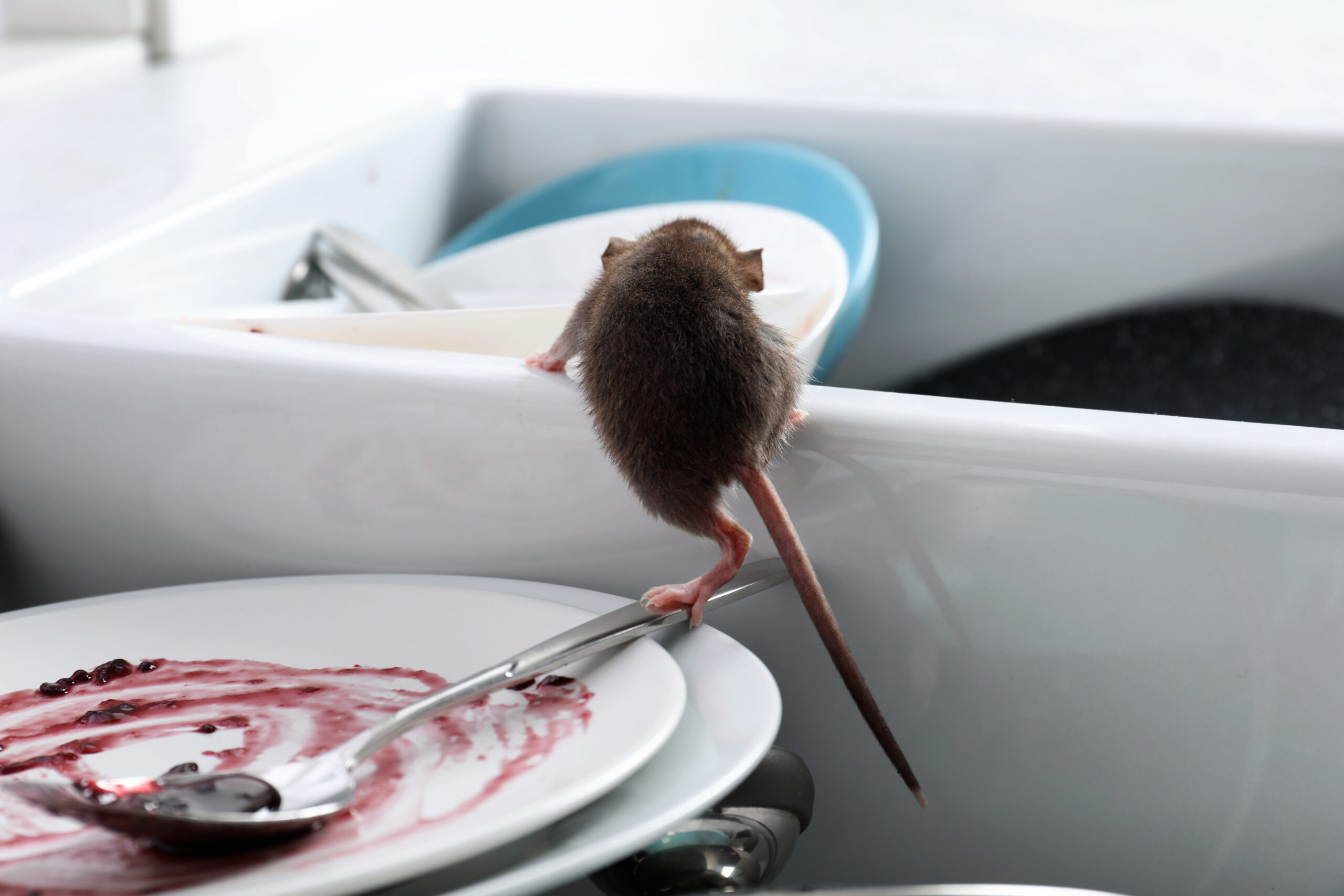 An image of a rat climbing into a sink