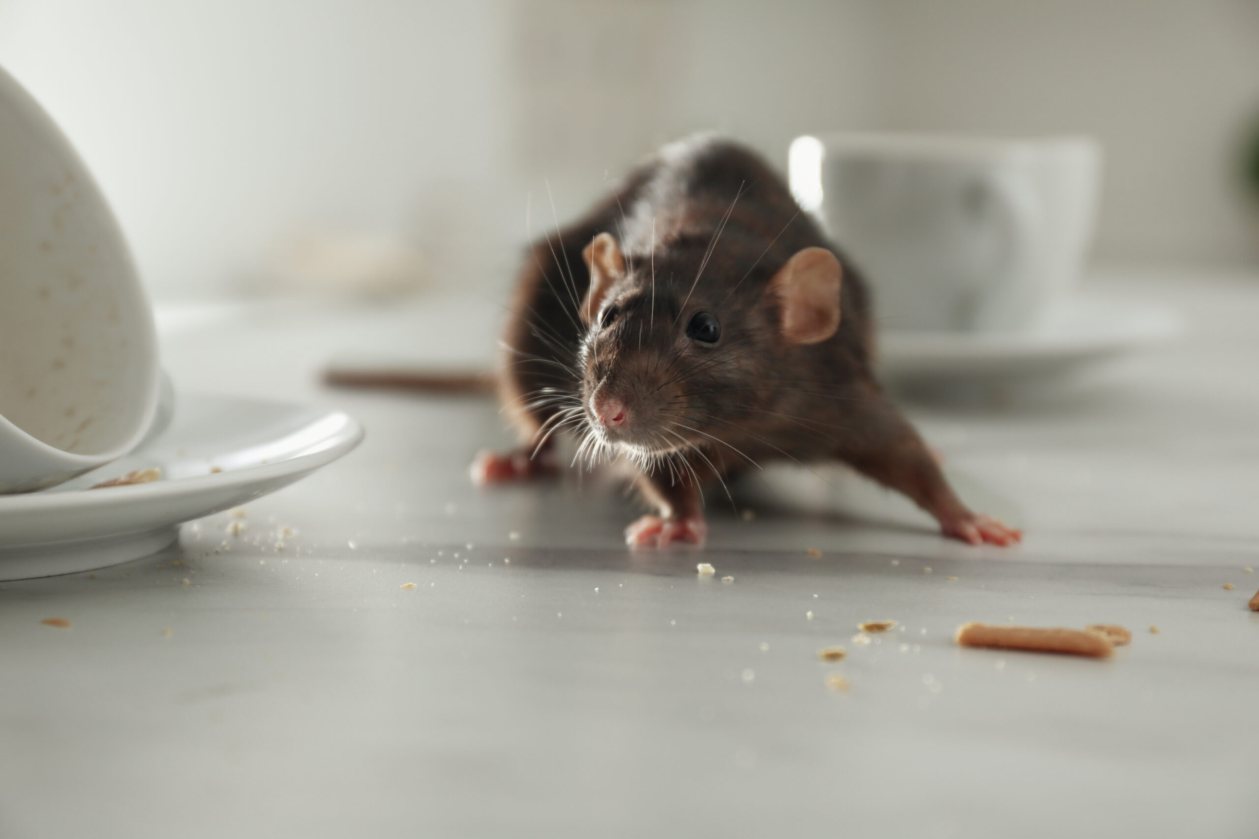 A rat on a kitchen counter