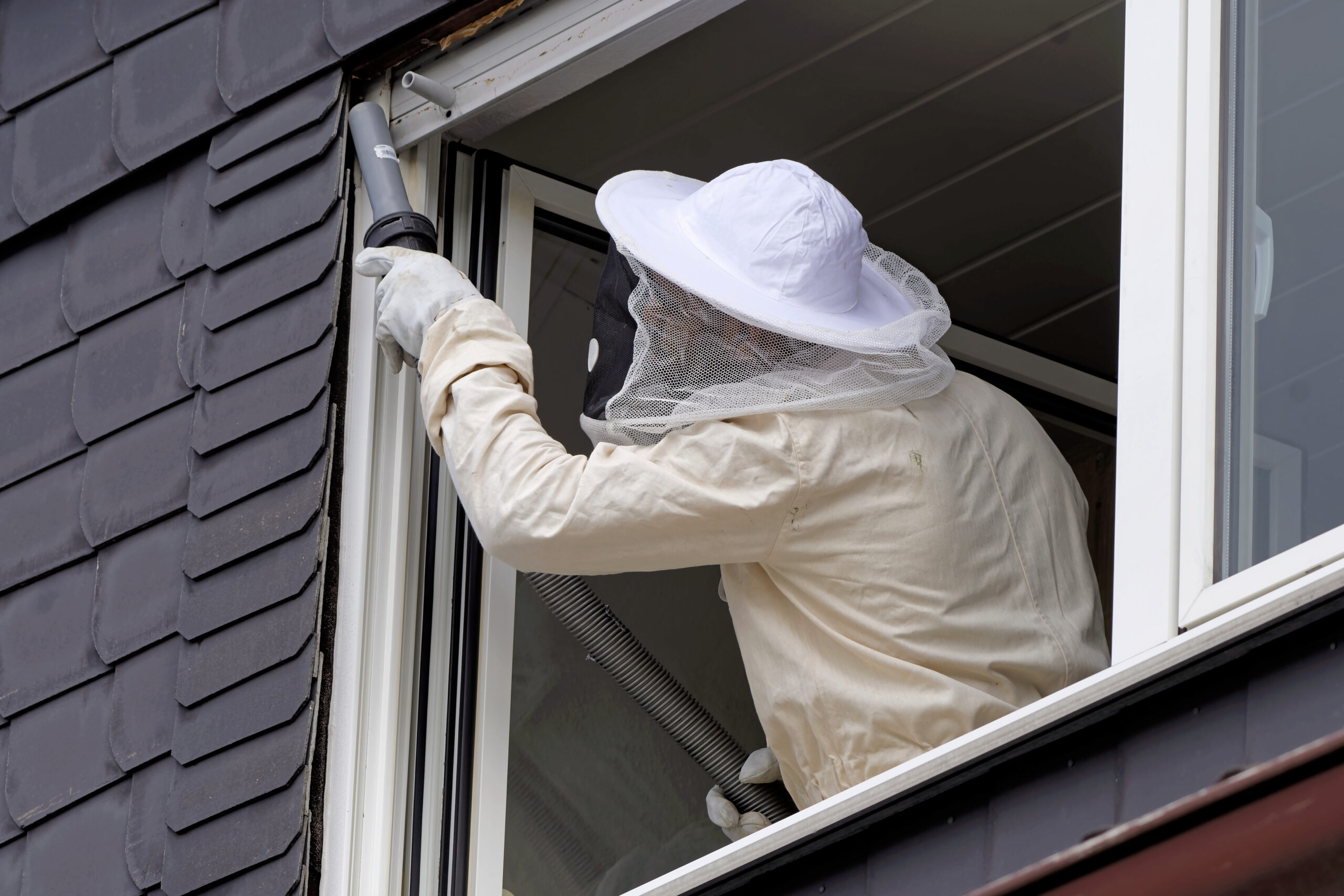 A professional removing a wasp nest