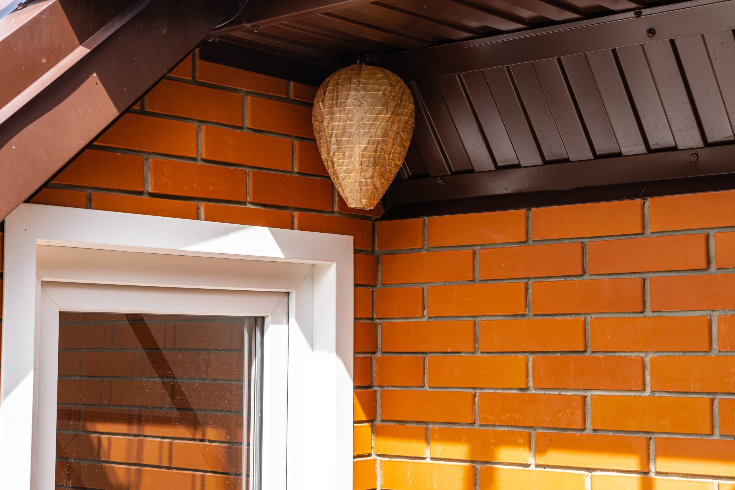A wasp nest