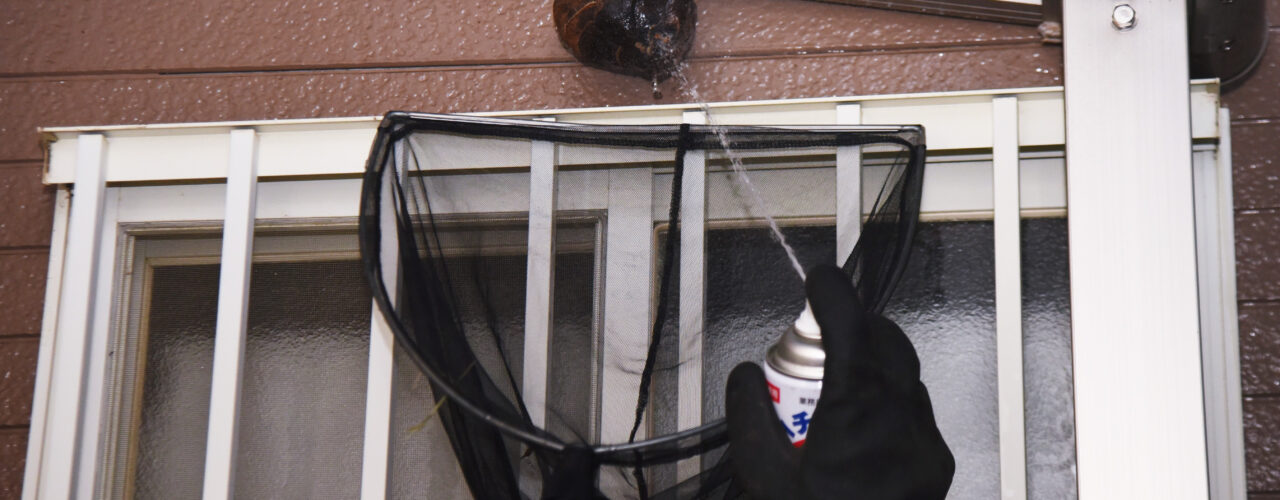 A wasp nest being removed with a net by a professional