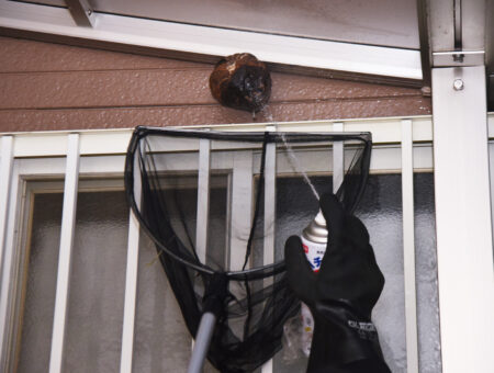 A wasp nest being removed with a net by a professional