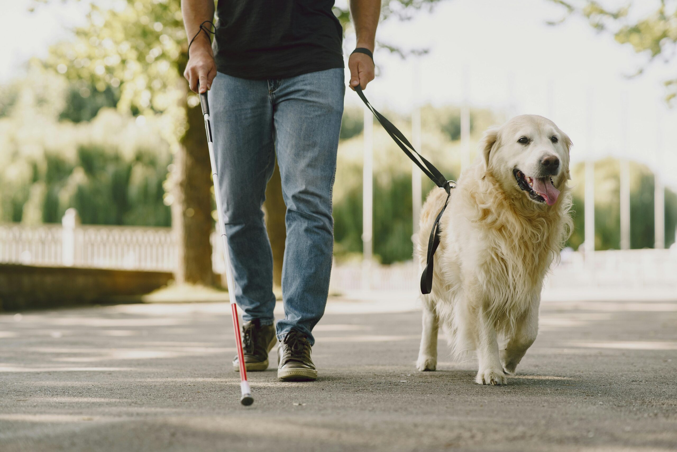 A guide dog assisting a blind person